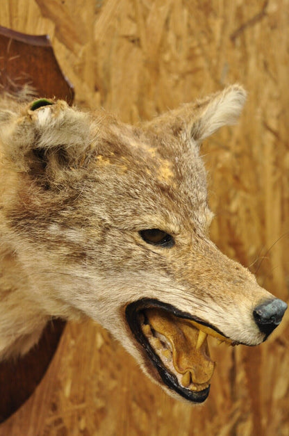 Vintage Jackal Shoulder Trophy Mount Oak Wall Plaque Taxidermy Mancave Decor