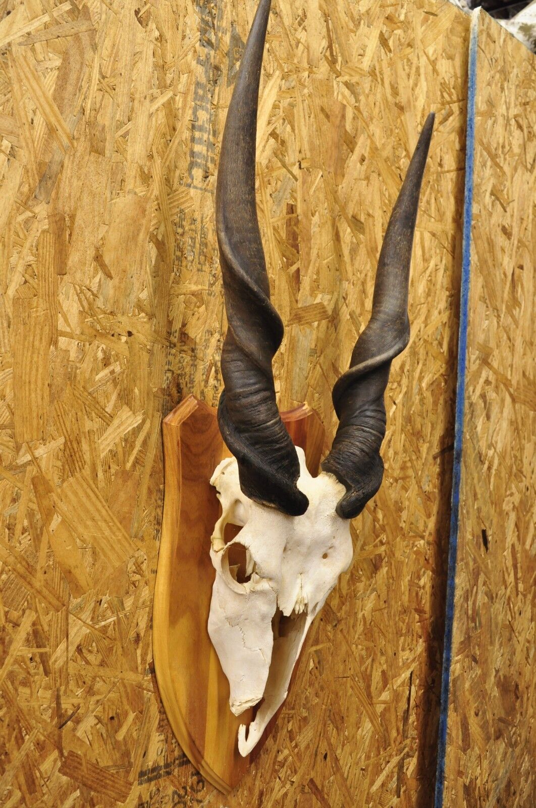 Vintage African Eland Skull Mount with 24" Twisted Horns Taxidermy Cabin Decor