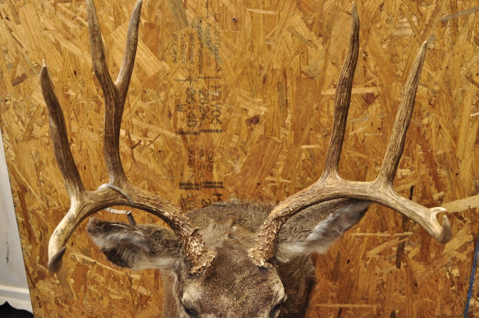 Vintage Mule Deer Buck Shoulder Mount Antler Rack Rustic Cabin Wall Decor