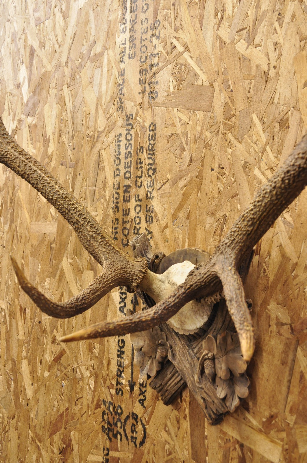 Antique Black Forest Victorian Wall Mounted Taxidermy Large Deer Skull & Antlers