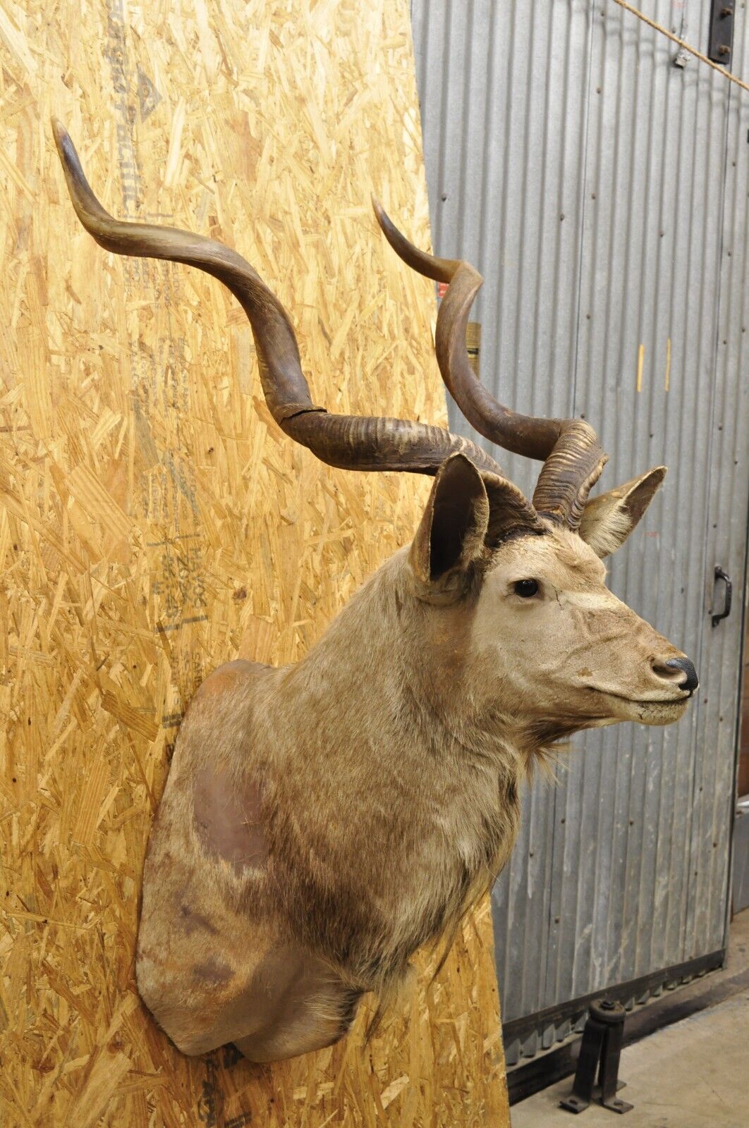 Vintage Greater Kudu African Shoulder Mount Large Taxidermy