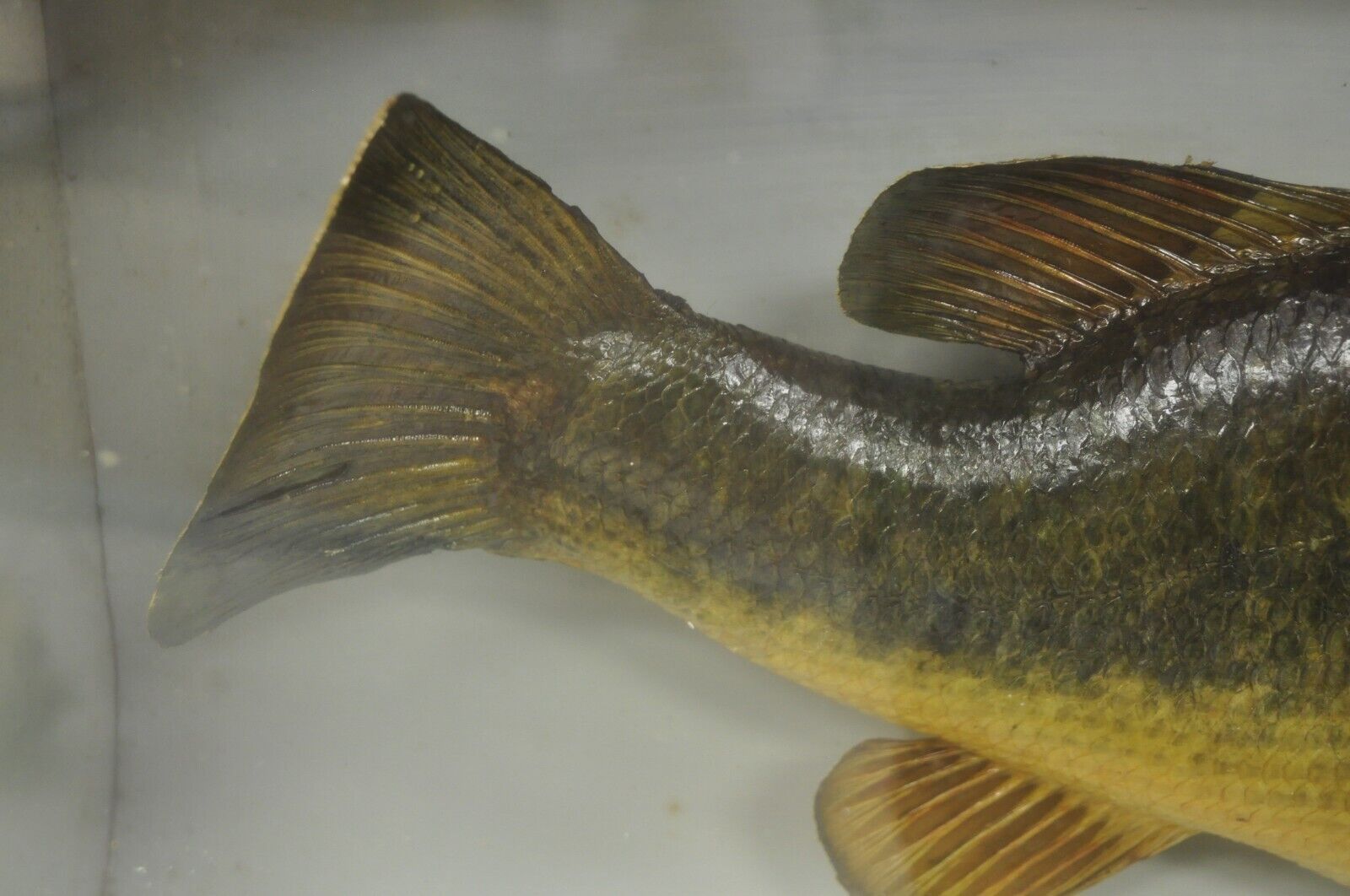 Vintage Largemouth Bass "1970 Champion" Dawson Girdwood Taxidermy in Glass Case