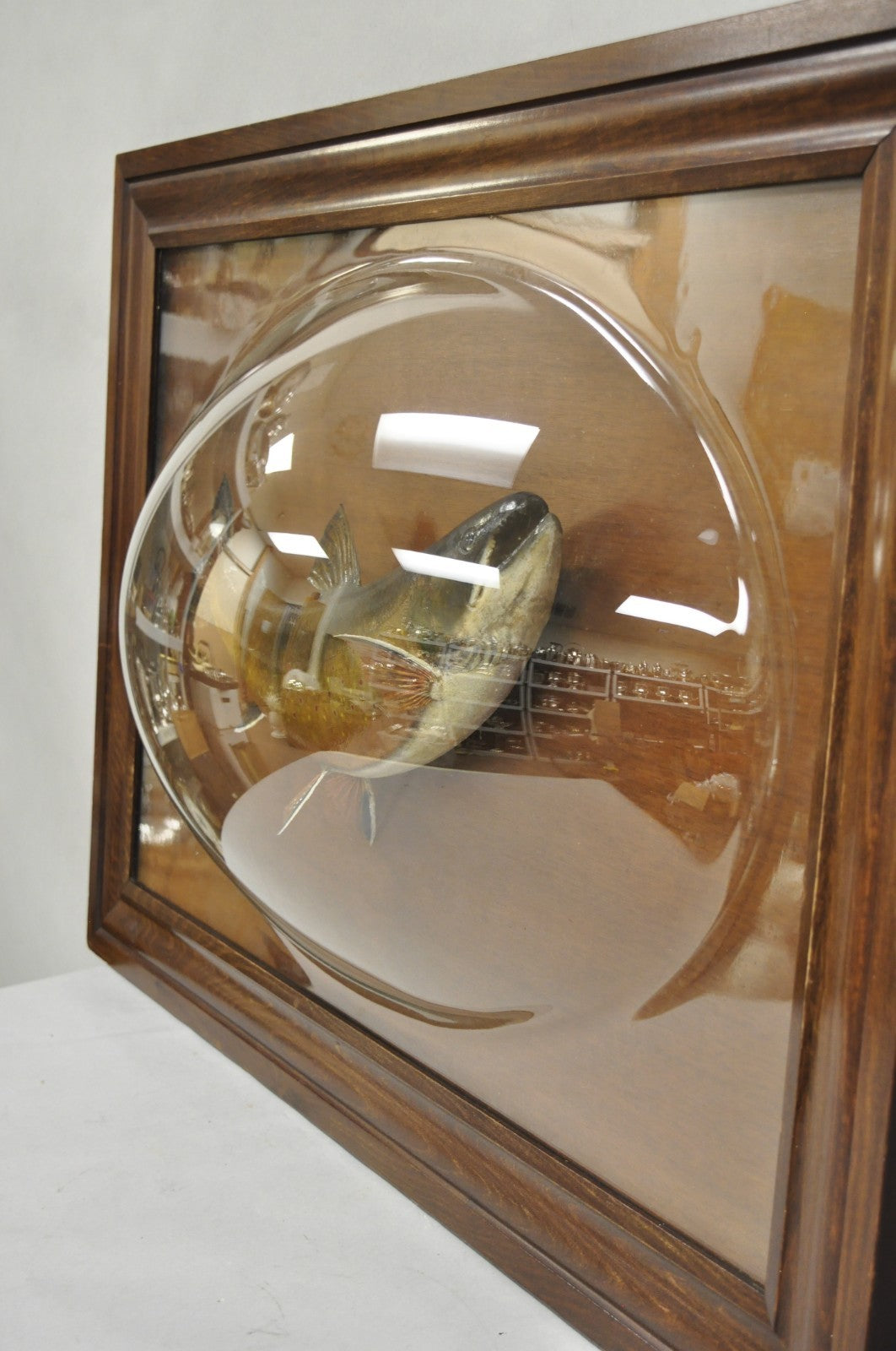 Antique Victorian Taxidermy Spotted Trout Framed in Large Convex Bubble Glass