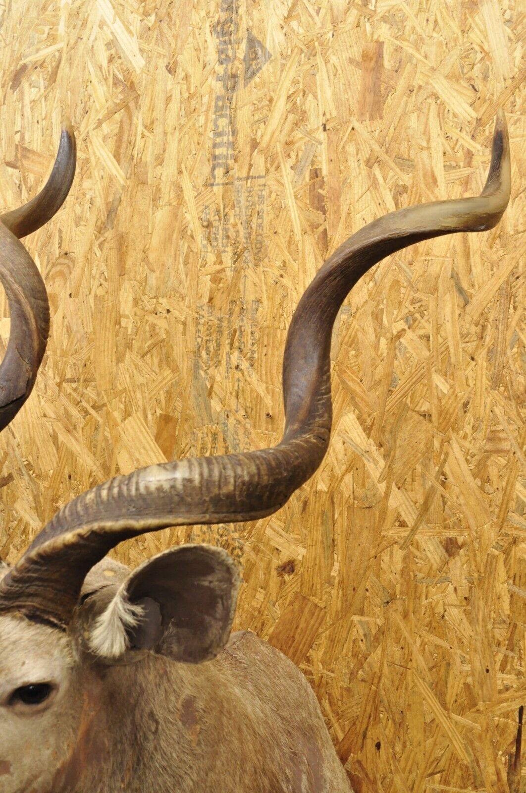 Vintage Greater Kudu African Shoulder Mount Large Taxidermy