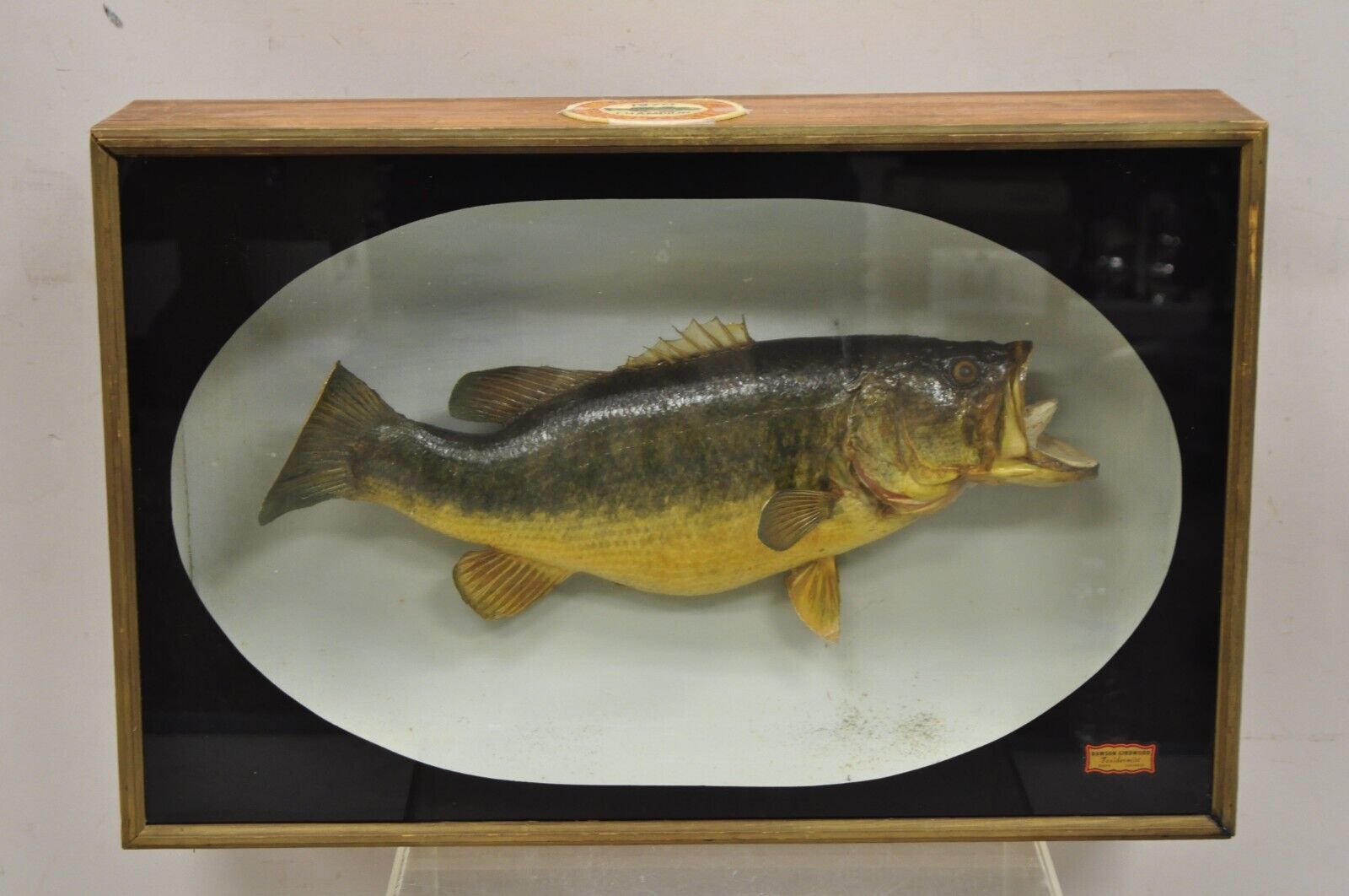 Vintage Largemouth Bass "1970 Champion" Dawson Girdwood Taxidermy in Glass Case