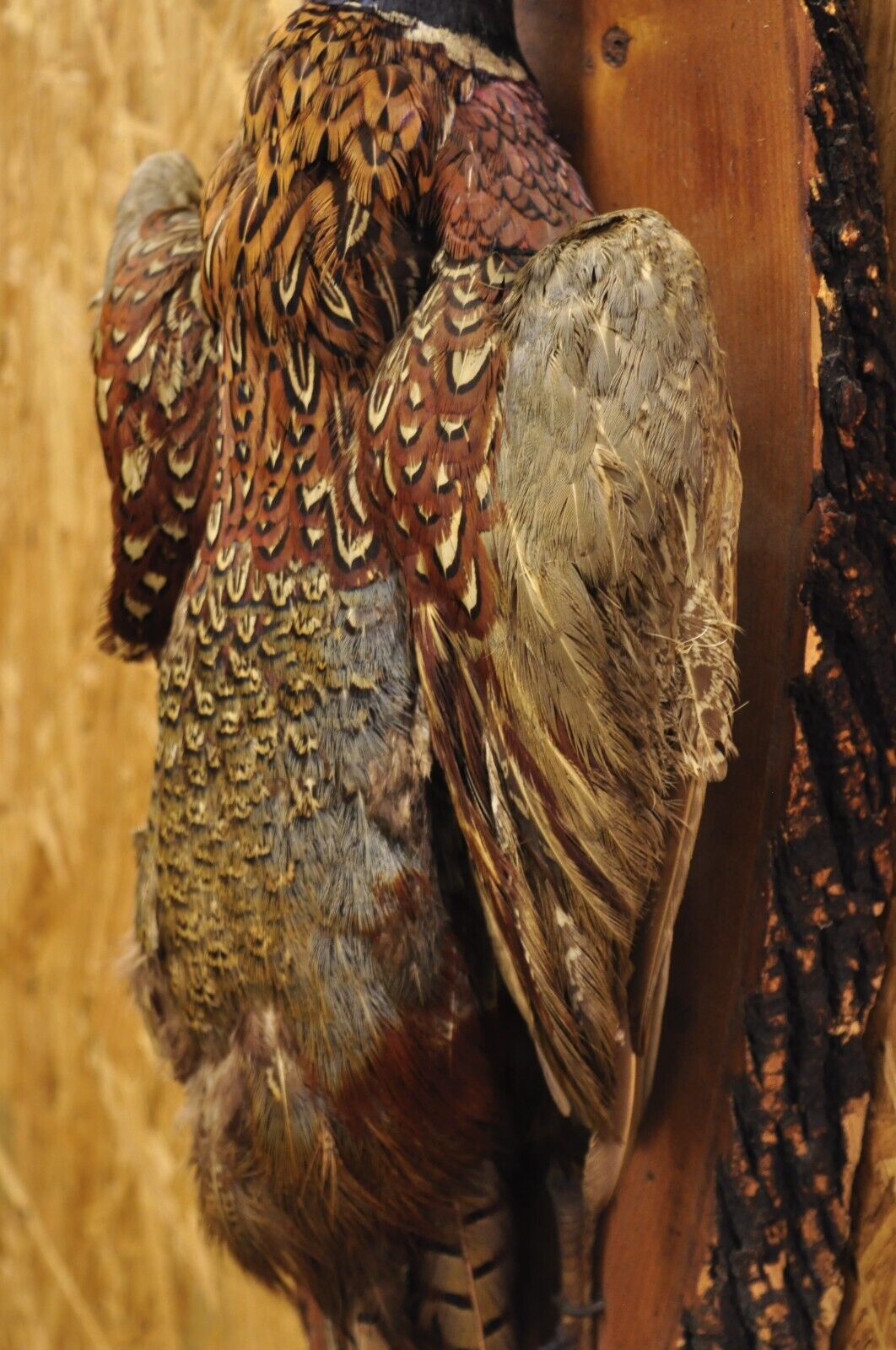 Vintage Ringneck Pheasant Bird Full Body Wall Mount on Wood Taxidermy Decor