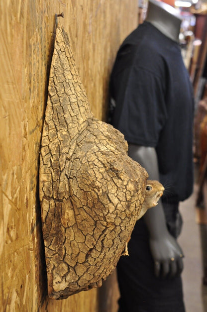 Vintage Full Body Wood Mount Squirrel in Tree Taxidermy Mancave Wall Decor