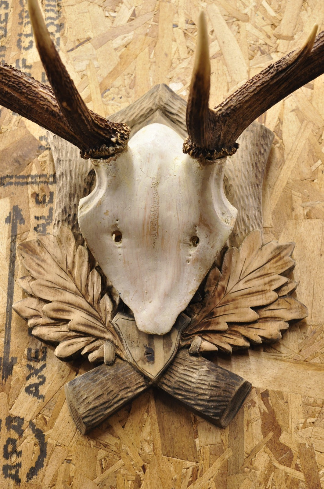 Antique Black Forest Victorian Wall Mounted Taxidermy Large Deer Skull & Antlers