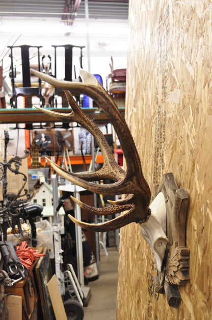 Antique Black Forest Victorian Wall Mounted Taxidermy Large Deer Skull & Antlers
