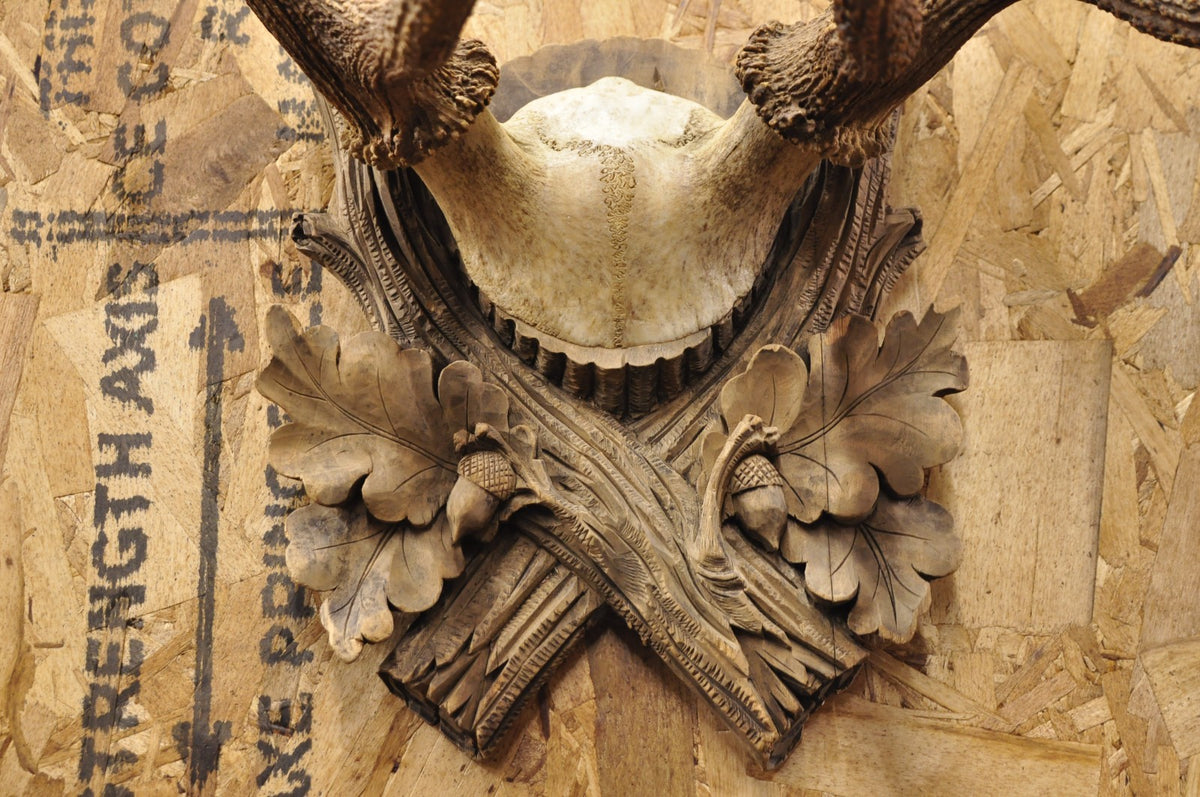 Antique Black Forest Victorian Wall Mounted Taxidermy Large Deer Skull & Antlers