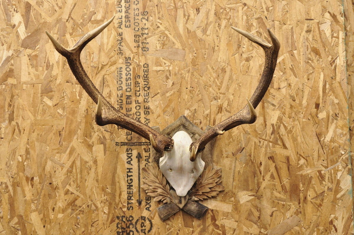 Antique Black Forest Victorian Wall Mounted Taxidermy Large Deer Skull & Antlers