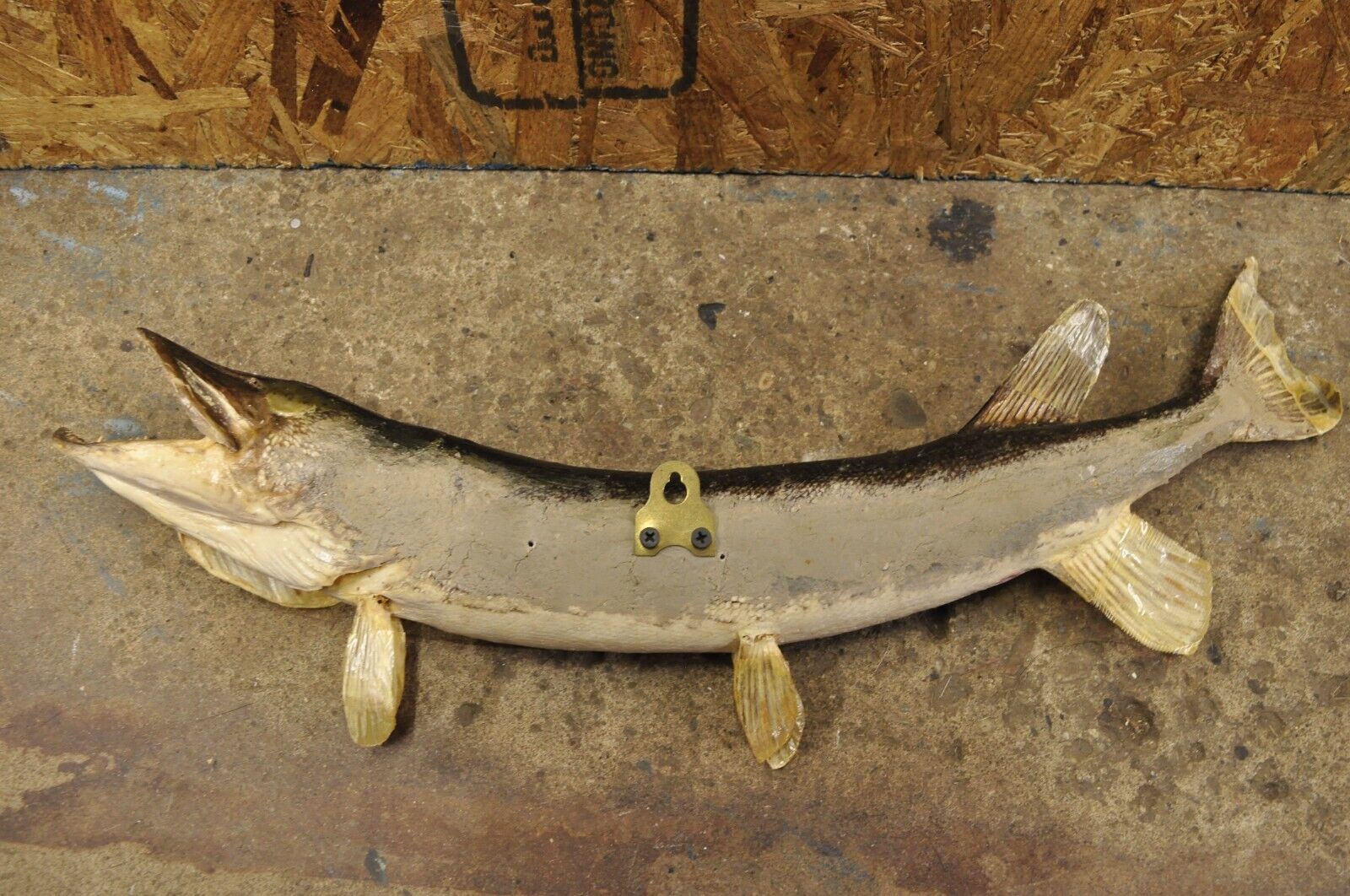 Vintage Northern Pike Wall Mount Taxidermy Real Skin Fishing Wall Decor
