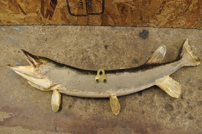 Vintage Northern Pike Wall Mount Taxidermy Real Skin Fishing Wall Decor