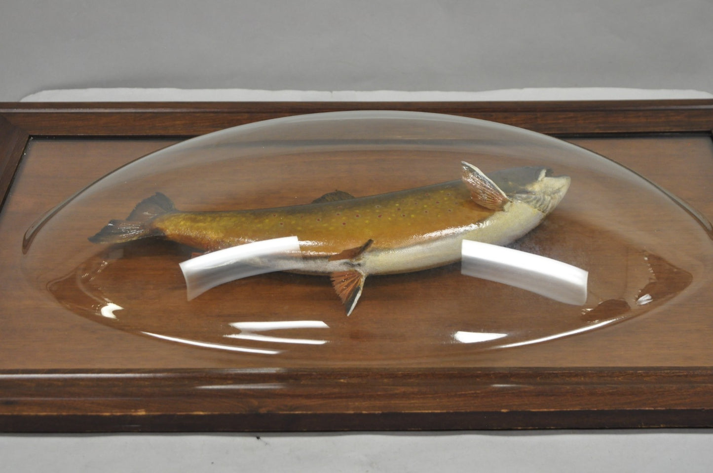 Antique Victorian Taxidermy Spotted Trout Framed in Large Convex Bubble Glass