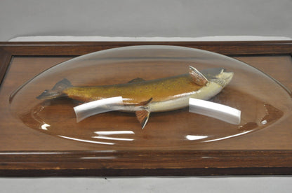 Antique Victorian Taxidermy Spotted Trout Framed in Large Convex Bubble Glass