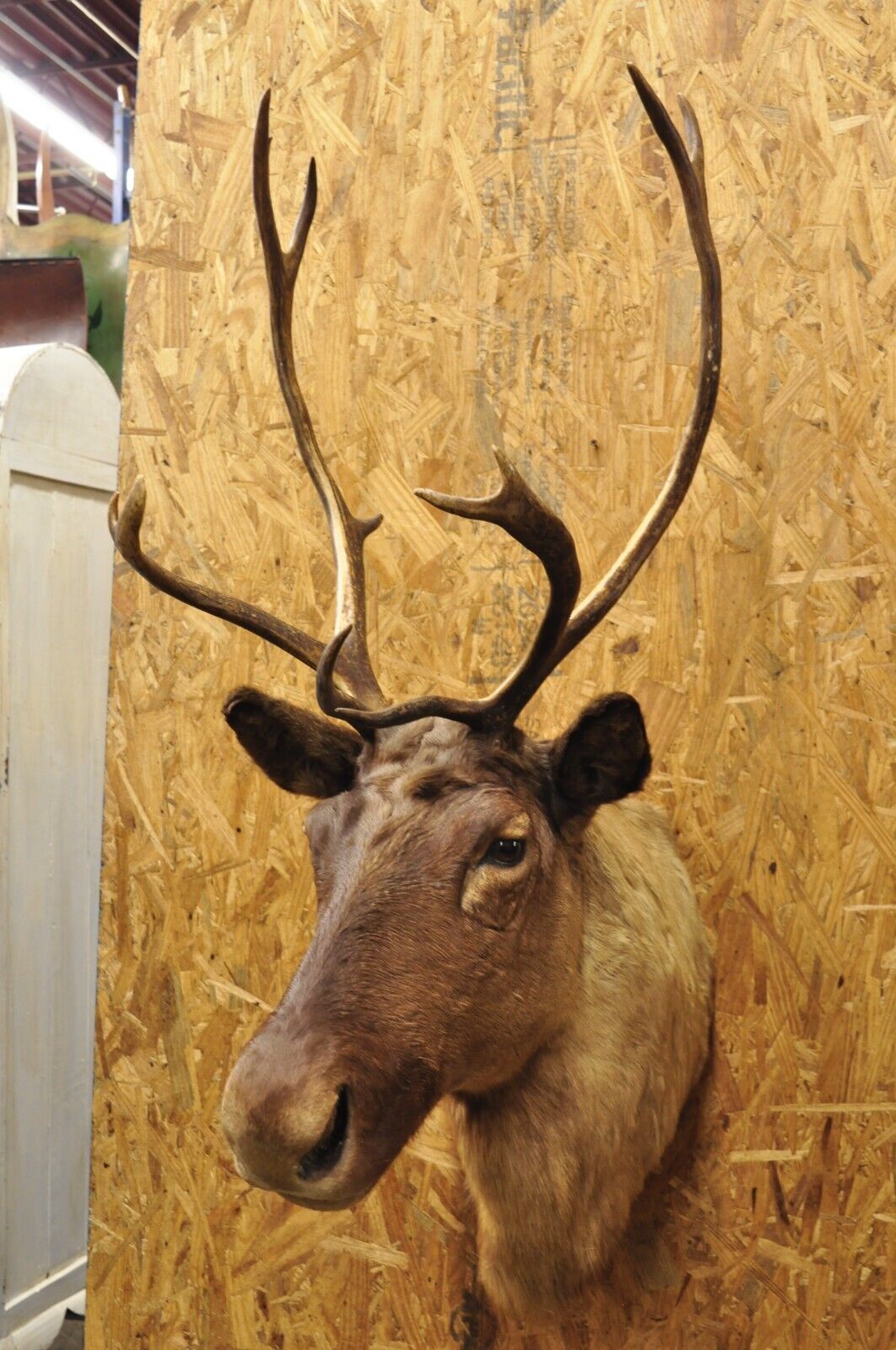 Vintage Large Caribou Deer Reindeer Shoulder Mount Wall Taxidermy Cabin Decor