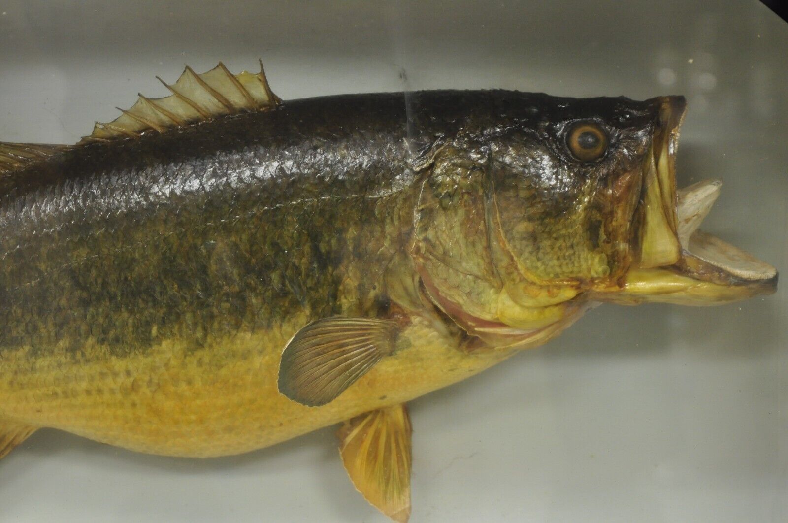 Vintage Largemouth Bass "1970 Champion" Dawson Girdwood Taxidermy in Glass Case