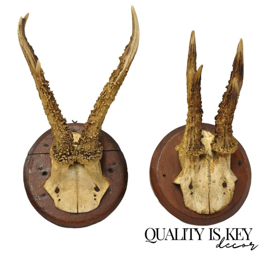 Vintage Roe Deer Skull Mount Antlers Taxidermy Mancave Wall Decor - a Pair