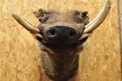 Vintage African Warthog Shoulder Mount Taxidermy Cabin Safari Wall Decor
