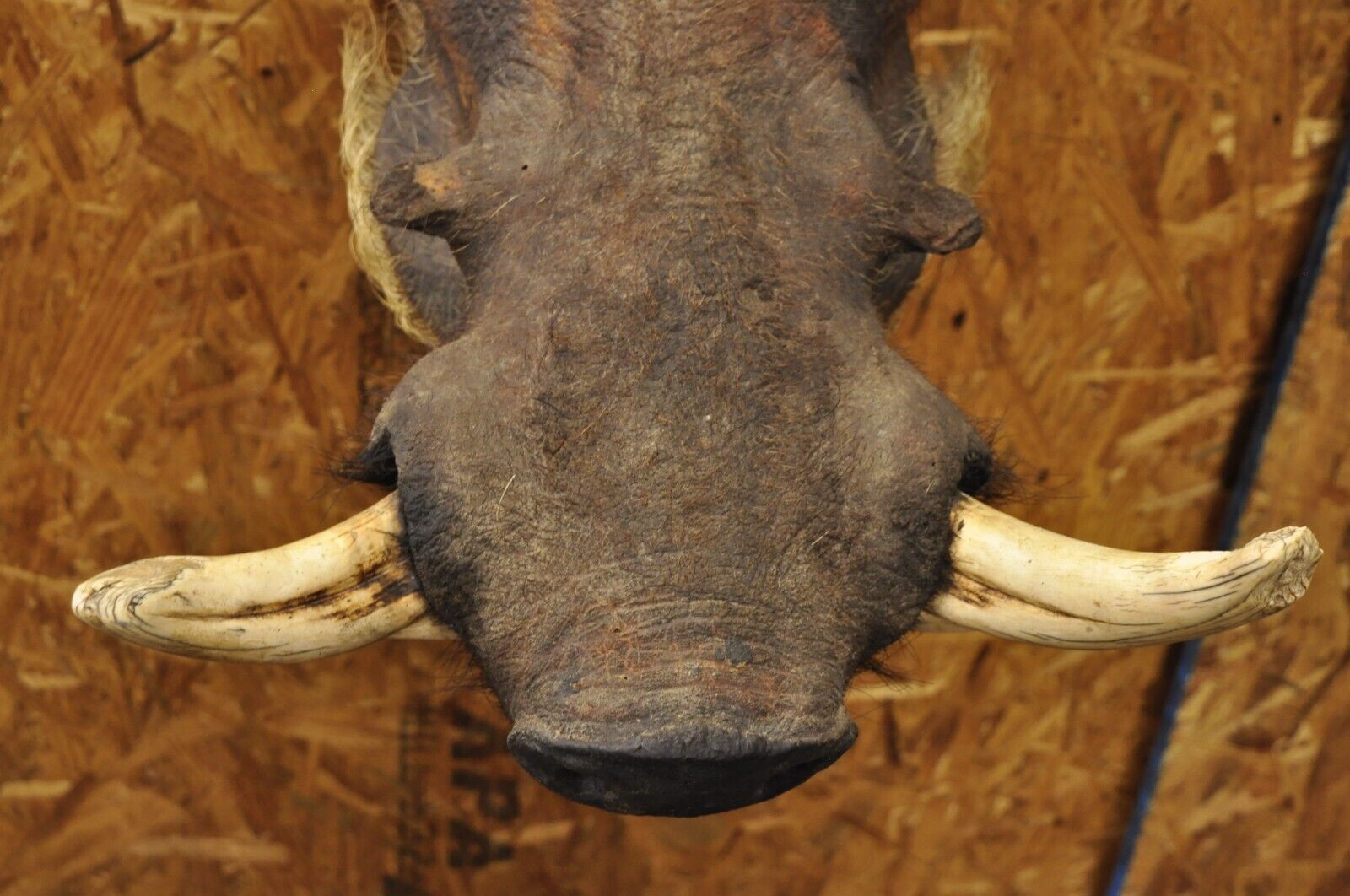 Vintage African Warthog Shoulder Mount Taxidermy Cabin Safari Wall Decor