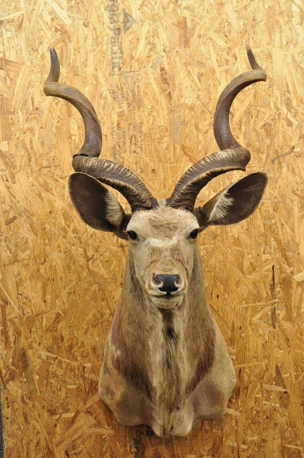 Vintage Greater Kudu African Shoulder Mount Large Taxidermy