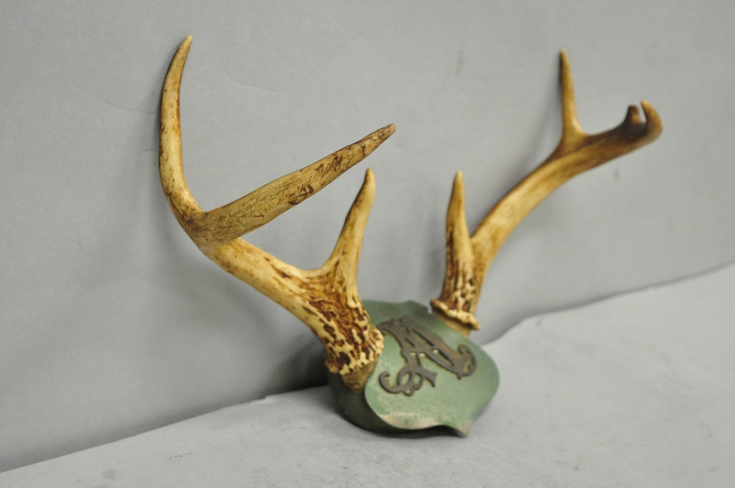 Antique Victorian Taxidermy Whitetail Deer Antler Wall Mount Metal Shield Plaque