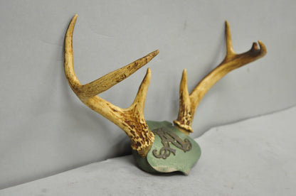 Antique Victorian Taxidermy Whitetail Deer Antler Wall Mount Metal Shield Plaque