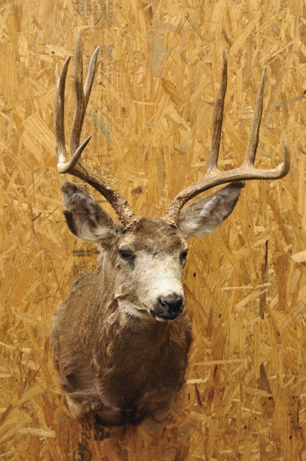 Vintage Mule Deer Buck Shoulder Mount Antler Rack Rustic Cabin Wall Decor
