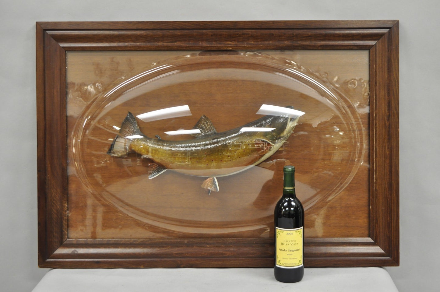 Antique Victorian Taxidermy Spotted Trout Framed in Large Convex Bubble Glass