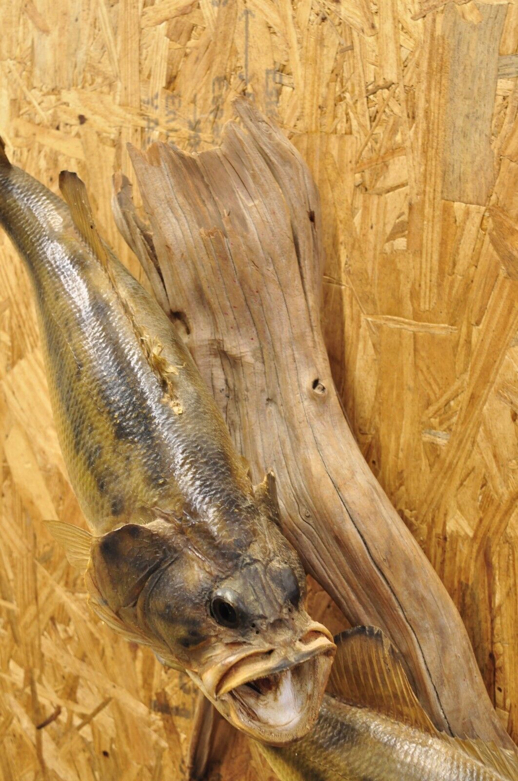 Vintage Double Largemouth Bass Wall Mount Taxidermy Real Skin Fishing Wall Decor