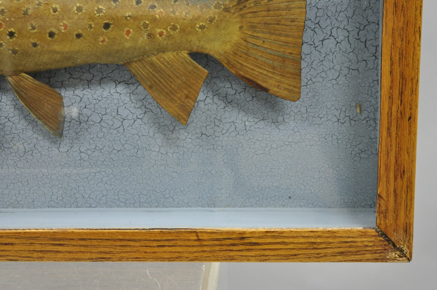 Vintage Folk Art Painted Wood "Brown Trout with Fly" Shadowbox Faux Taxidermy