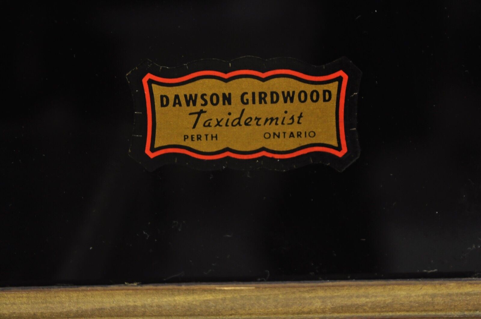 Vintage Largemouth Bass "1970 Champion" Dawson Girdwood Taxidermy in Glass Case