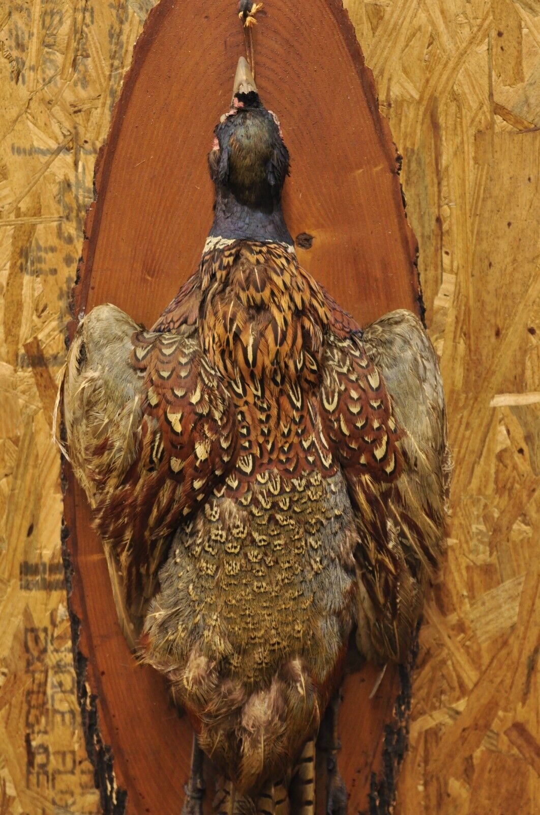 Vintage Ringneck Pheasant Bird Full Body Wall Mount on Wood Taxidermy Decor