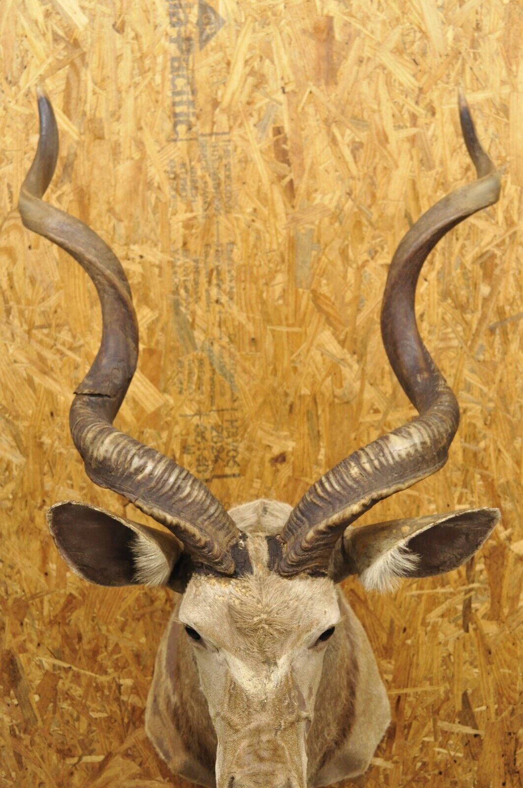 Vintage Greater Kudu African Shoulder Mount Large Taxidermy