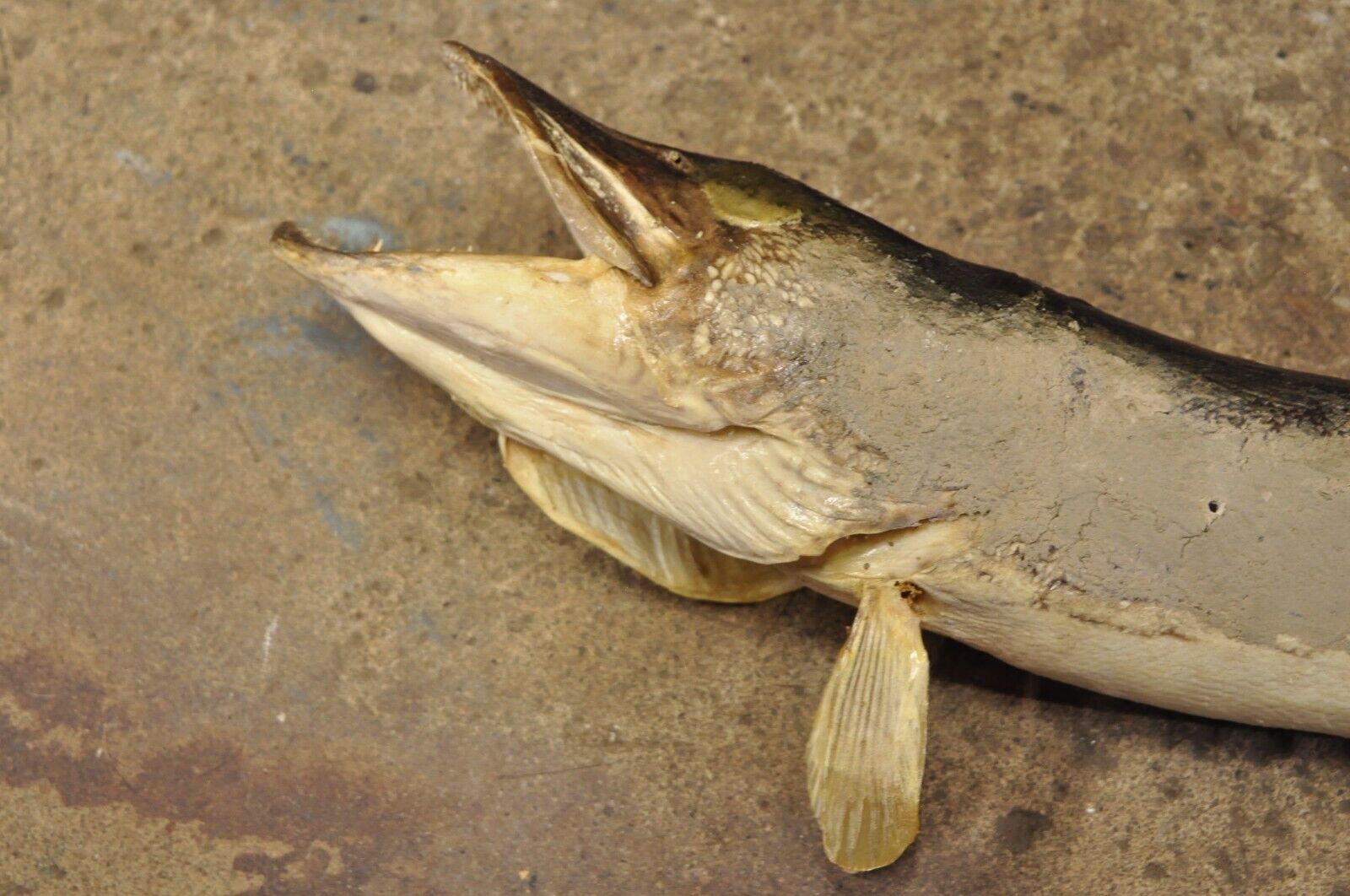 Vintage Northern Pike Wall Mount Taxidermy Real Skin Fishing Wall Decor