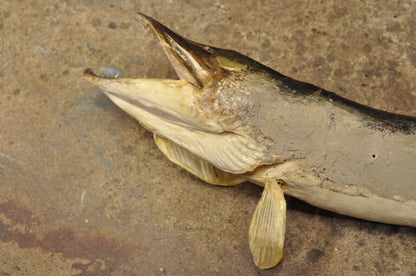 Vintage Northern Pike Wall Mount Taxidermy Real Skin Fishing Wall Decor