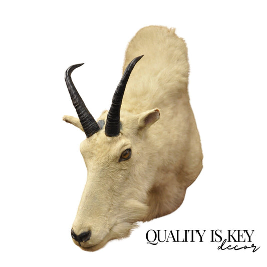 Vintage Taxidermy White Mountain Goat Head Shoulder Mount Horns Cabin Decor (B)