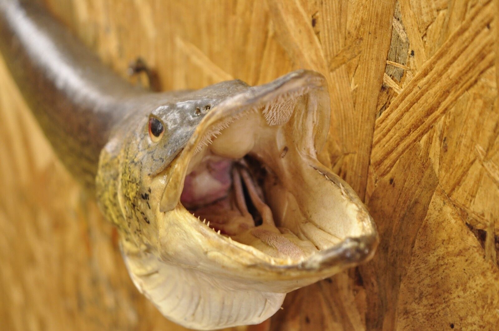Vintage Northern Pike Wall Mount Taxidermy Real Skin Fishing Wall Decor