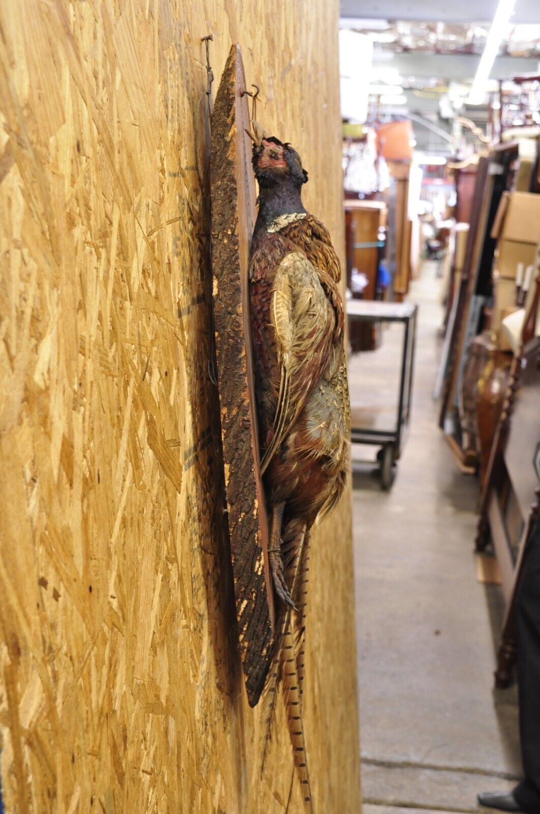 Vintage Ringneck Pheasant Bird Full Body Wall Mount on Wood Taxidermy Decor