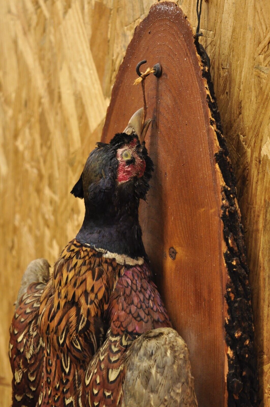 Vintage Ringneck Pheasant Bird Full Body Wall Mount on Wood Taxidermy Decor