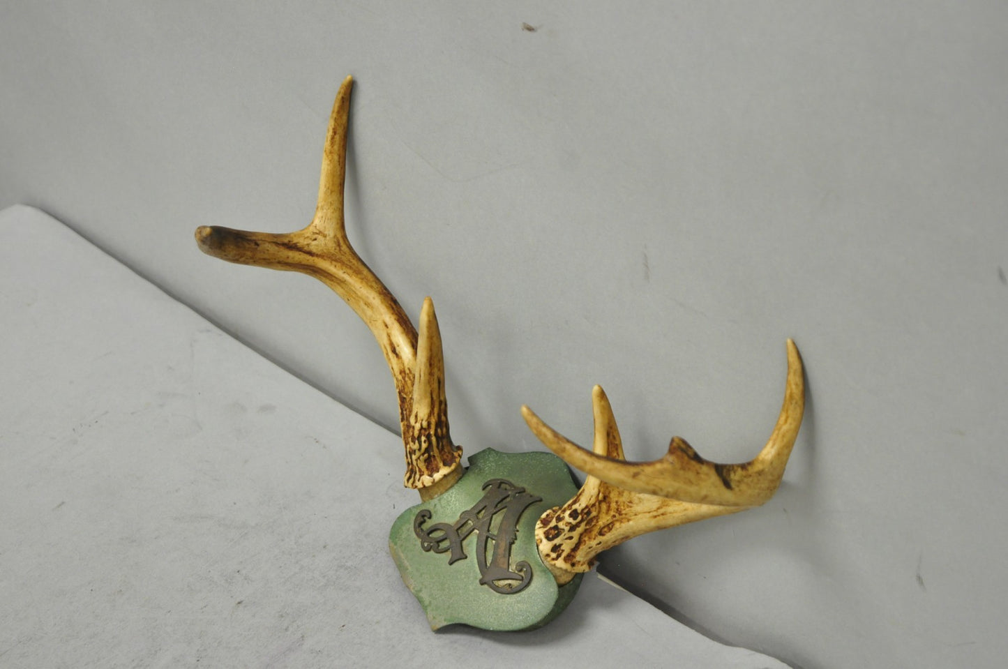Antique Victorian Taxidermy Whitetail Deer Antler Wall Mount Metal Shield Plaque