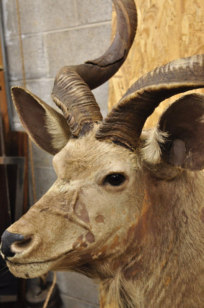 Vintage Greater Kudu African Shoulder Mount Large Taxidermy