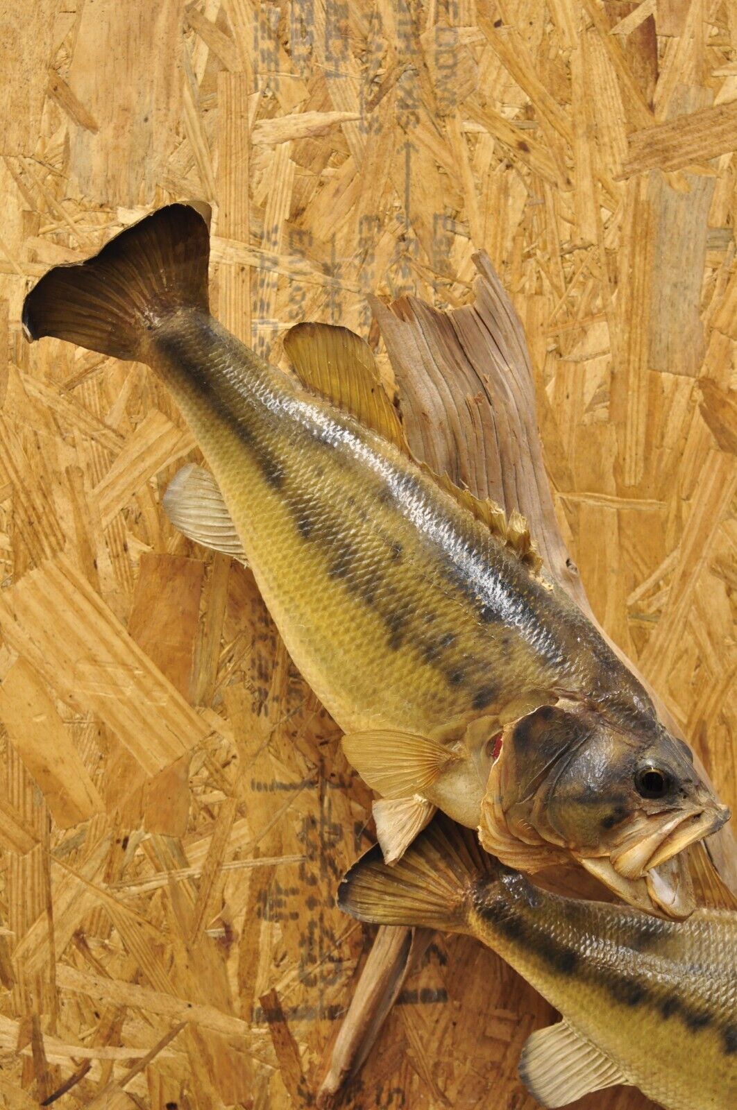 Vintage Double Largemouth Bass Wall Mount Taxidermy Real Skin Fishing Wall Decor