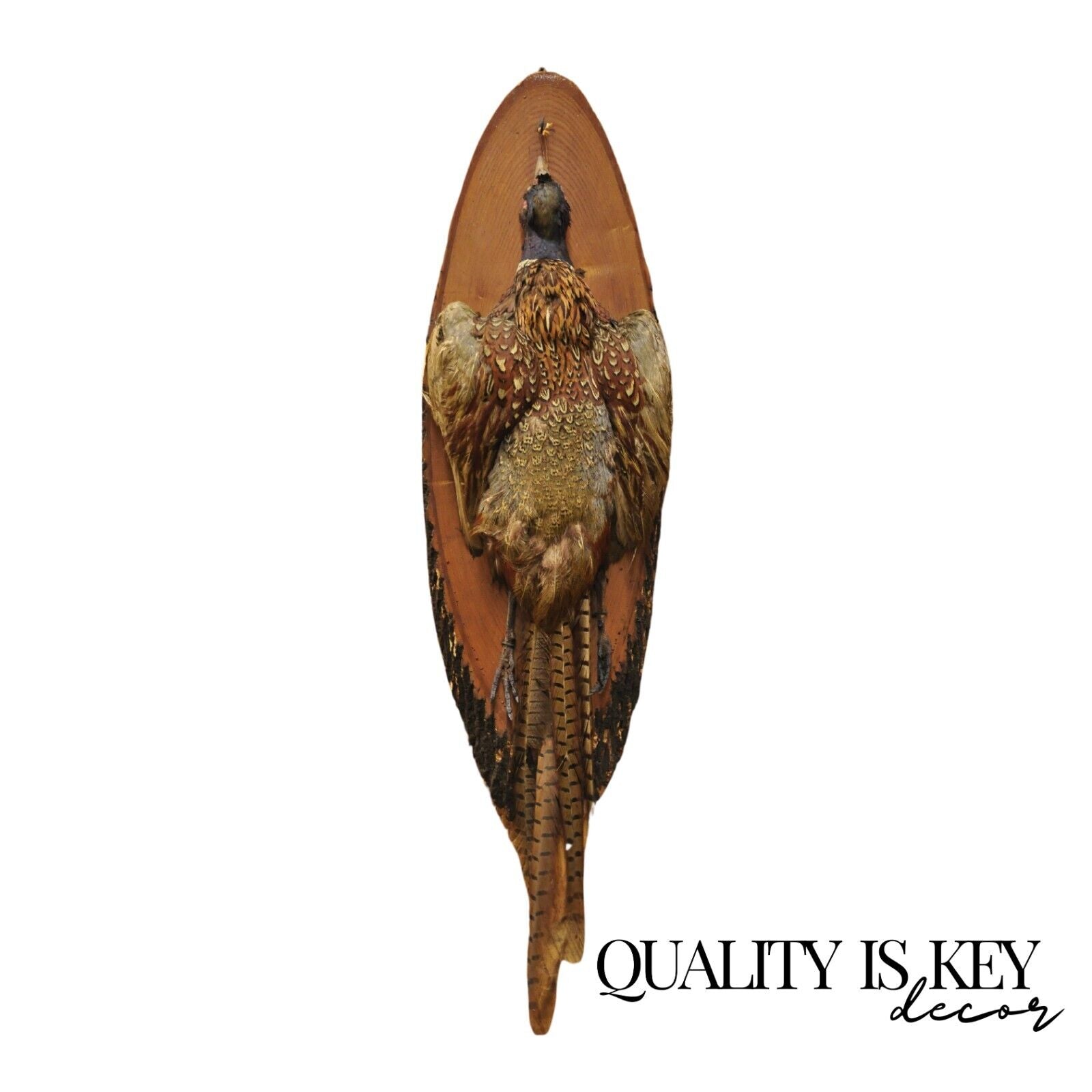 Vintage Ringneck Pheasant Bird Full Body Wall Mount on Wood Taxidermy Decor