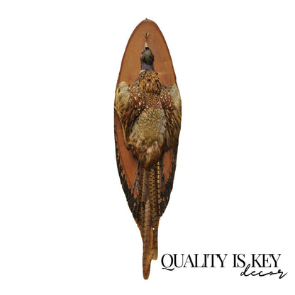 Vintage Ringneck Pheasant Bird Full Body Wall Mount on Wood Taxidermy Decor
