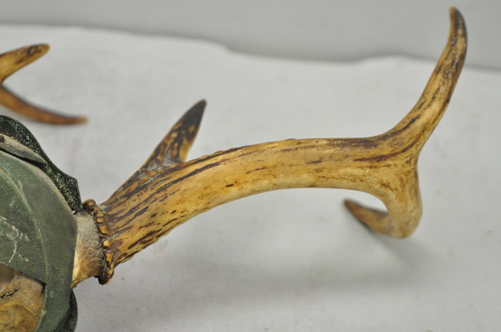 Antique Victorian Taxidermy Whitetail Deer Antler Wall Mount Metal Shield Plaque