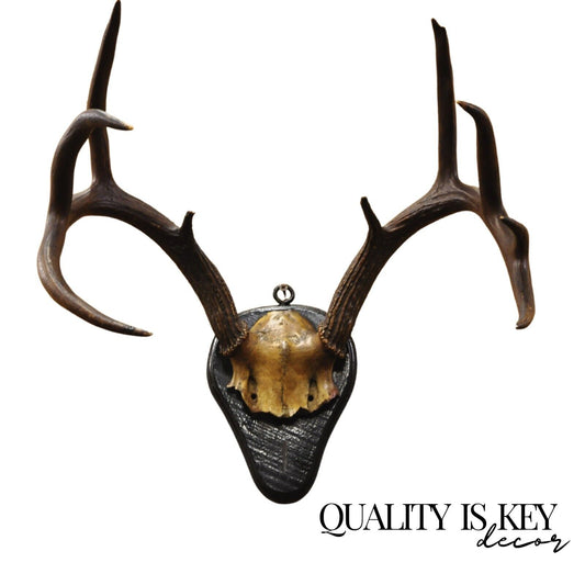 Vintage Whitetail Deer Skull Trophy Wall Mount Antlers Taxidermy Mancave Decor