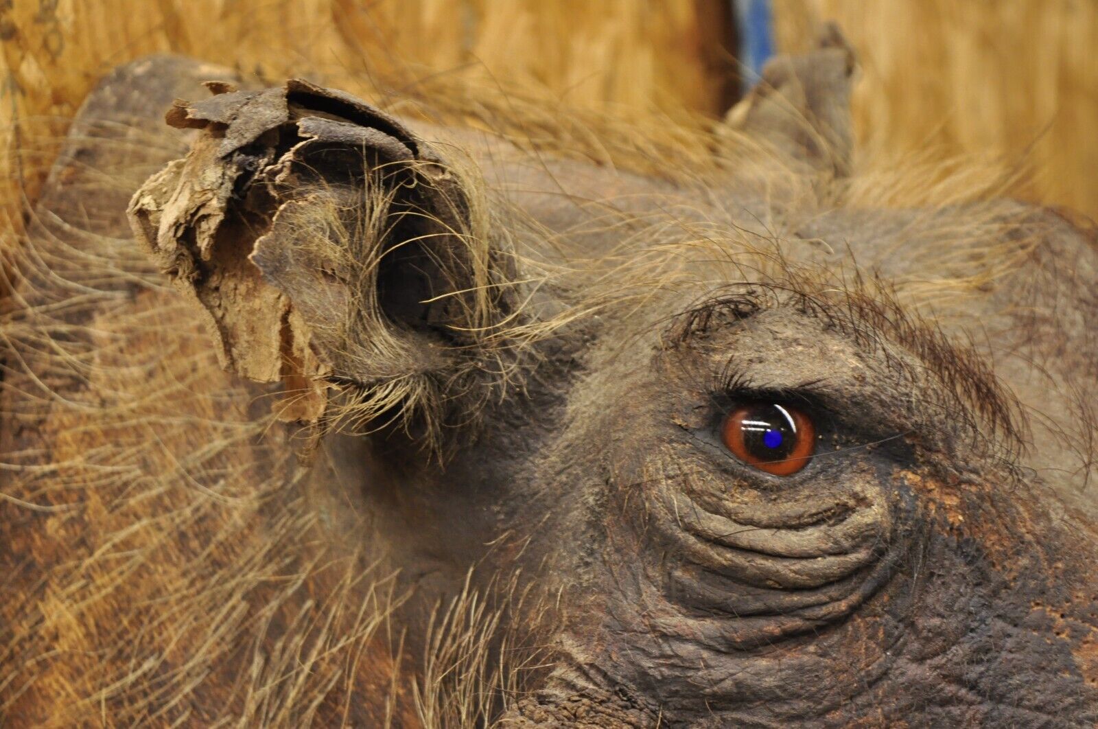 Vintage African Warthog Shoulder Mount Taxidermy Cabin Safari Wall Decor