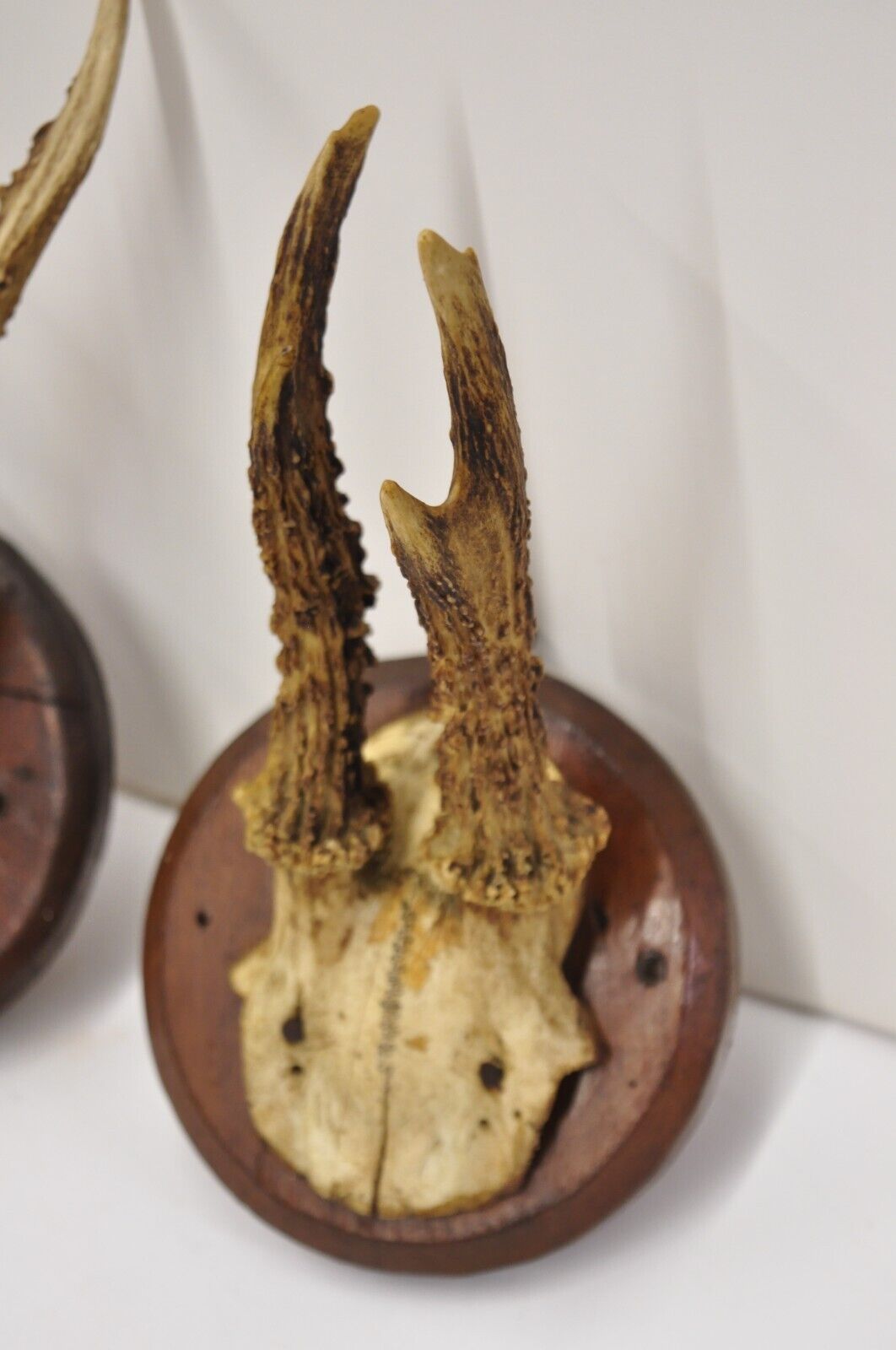 Vintage Roe Deer Skull Mount Antlers Taxidermy Mancave Wall Decor - a Pair