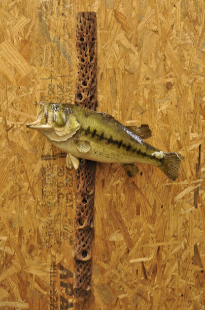Vintage Largemouth Bass Log Wall Mount Real Skin Taxidermy Fishing Wall Decor